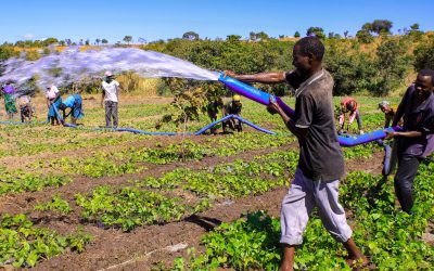 Solar Powered Irrigation, Pigs, Chickens & Beans: How Mchilawengo Is Building A Future Beyond Hunger